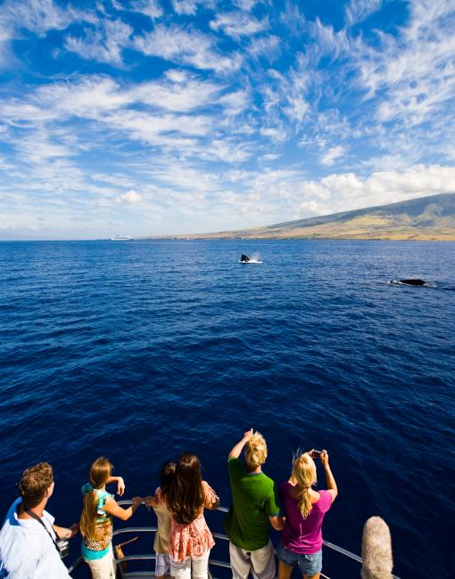 ハワイにクジラが来るのはなぜ? ハワイにクジラが来るのはなぜ?