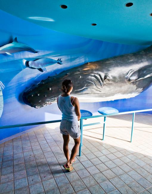 ザトウクジラとは ザトウクジラとは