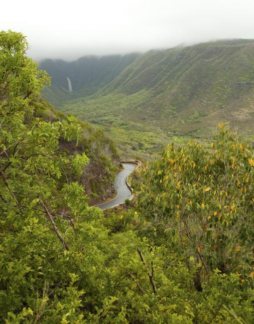 Aerial shot of a lush tropical forest in Molokai