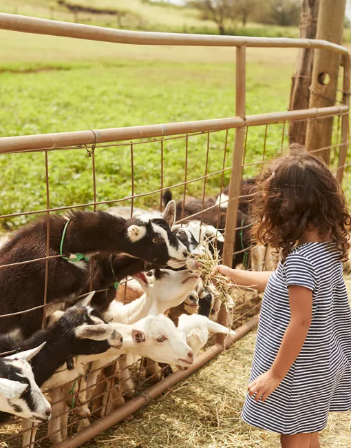 Farms & Markets
