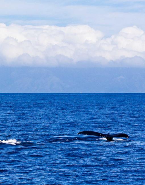 Whale Watching
