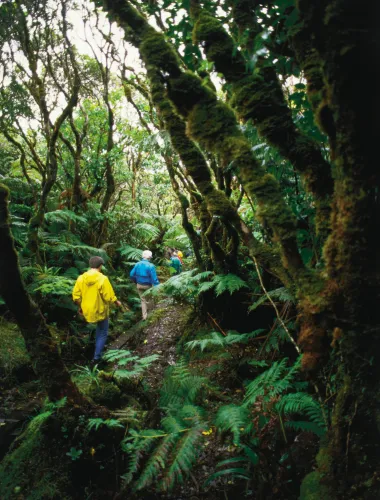 A guided tour through a tropical forest on the east end of Molokai
