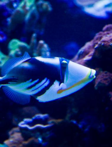 Snorkeling & SCUBA Snorkeling & SCUBA