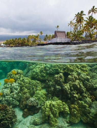 Snorkeling & Scuba