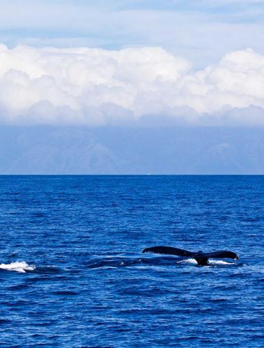 Whale Watching on Kauai Whale Watching on Kauai