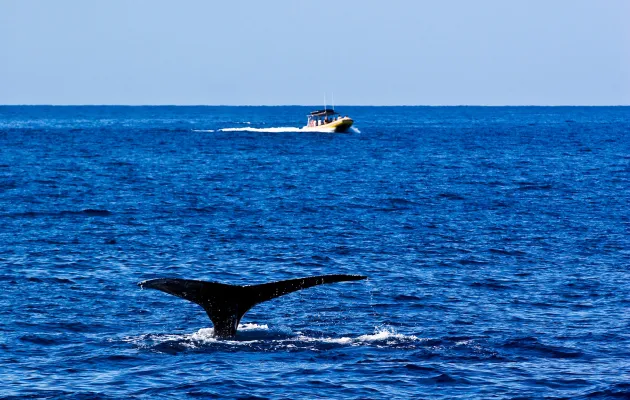 Find More Information About Whale Watching