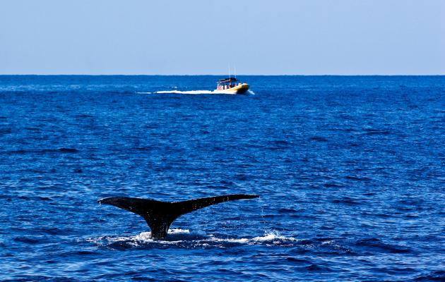 Find More Information About Whale Watching