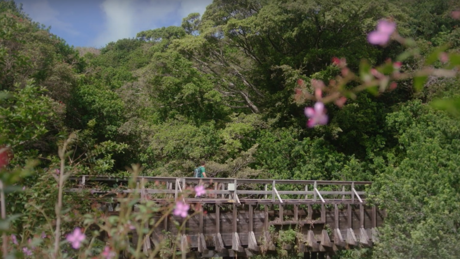 Island of Hawaii Travel Tips: Land Safety video