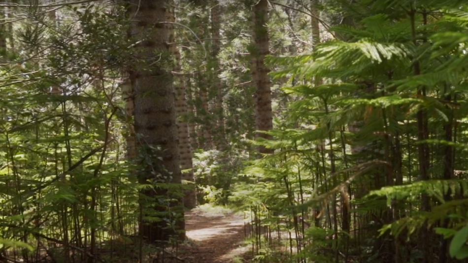 Oahu Travel Tips: Land Safety and Conservation video