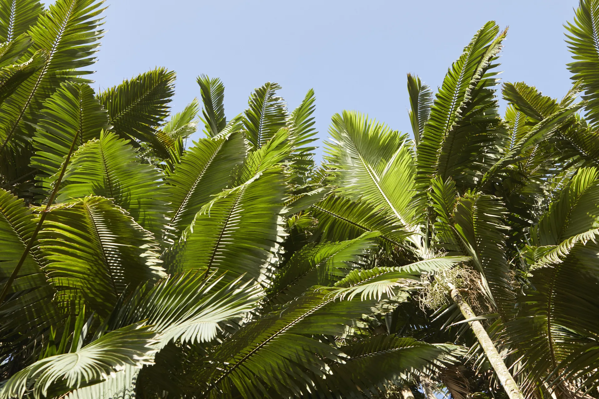 Onomea Bay 