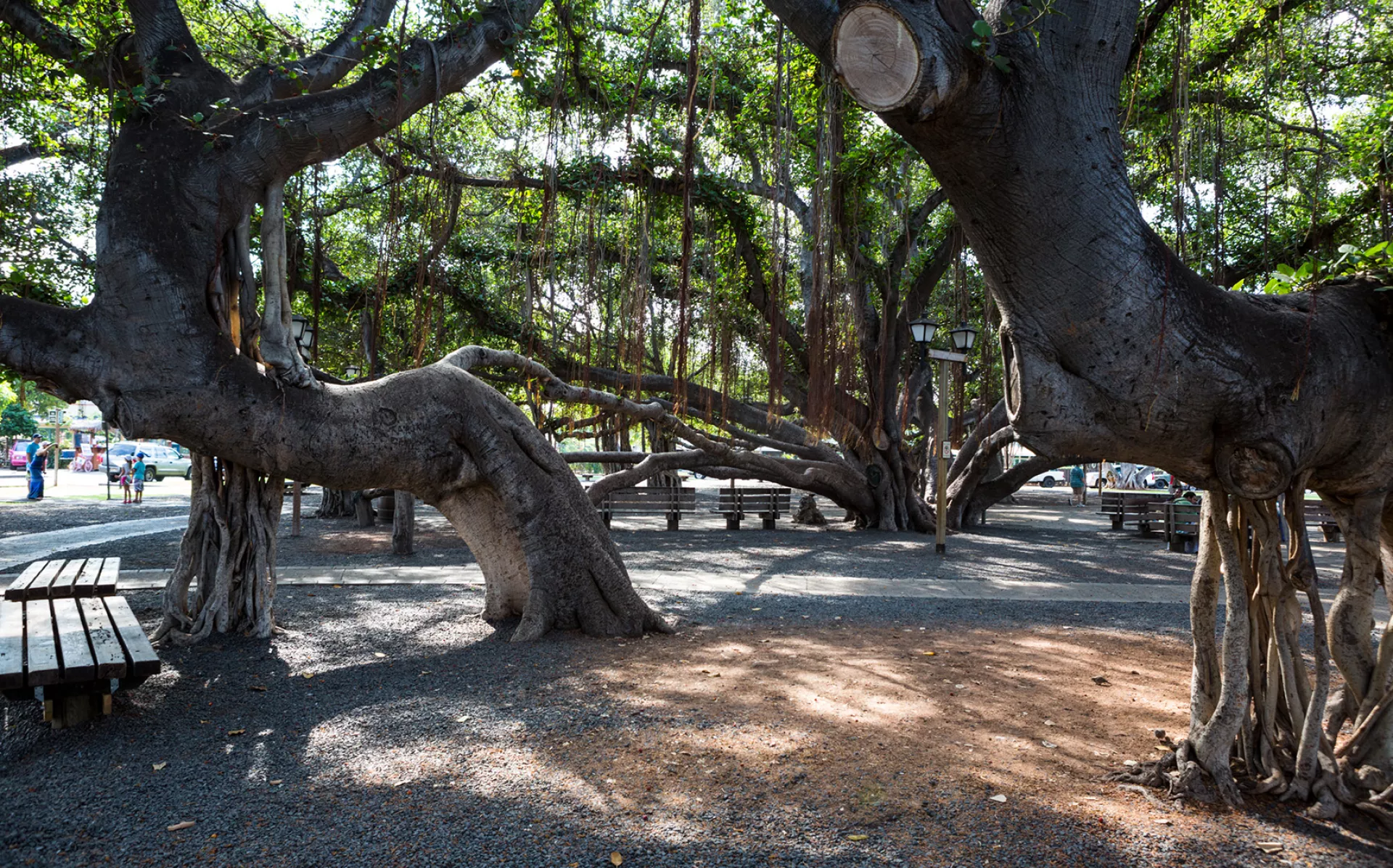 Banyan Tree Banyan Tree