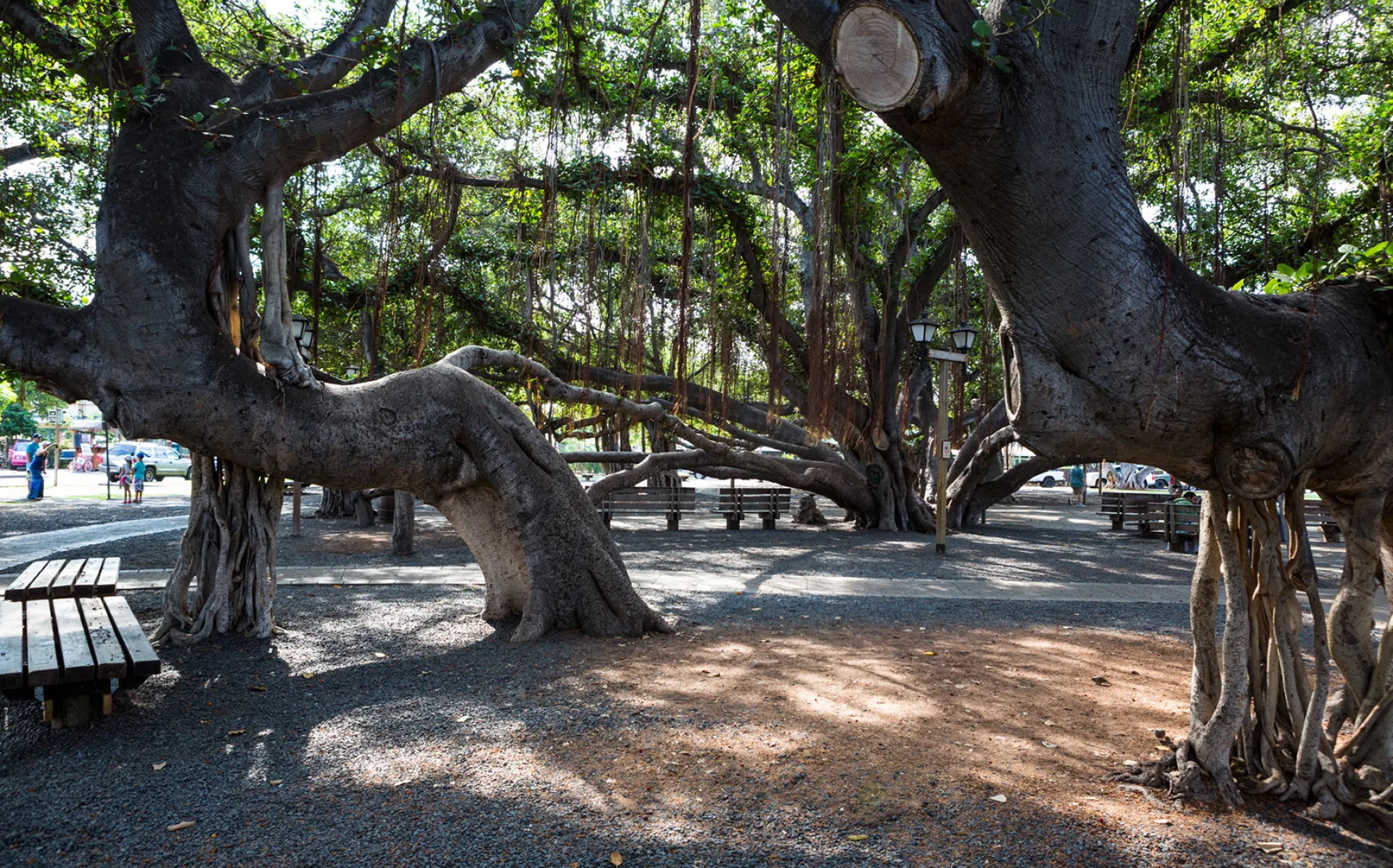 Banyan Tree