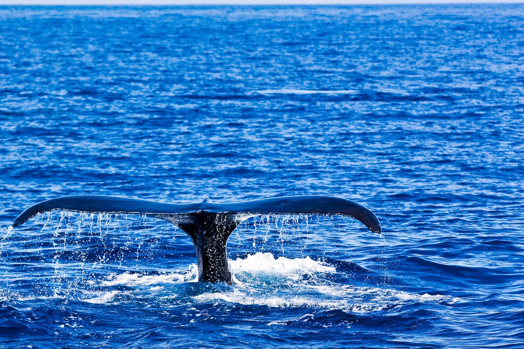 Whales in Hawaiian Culture