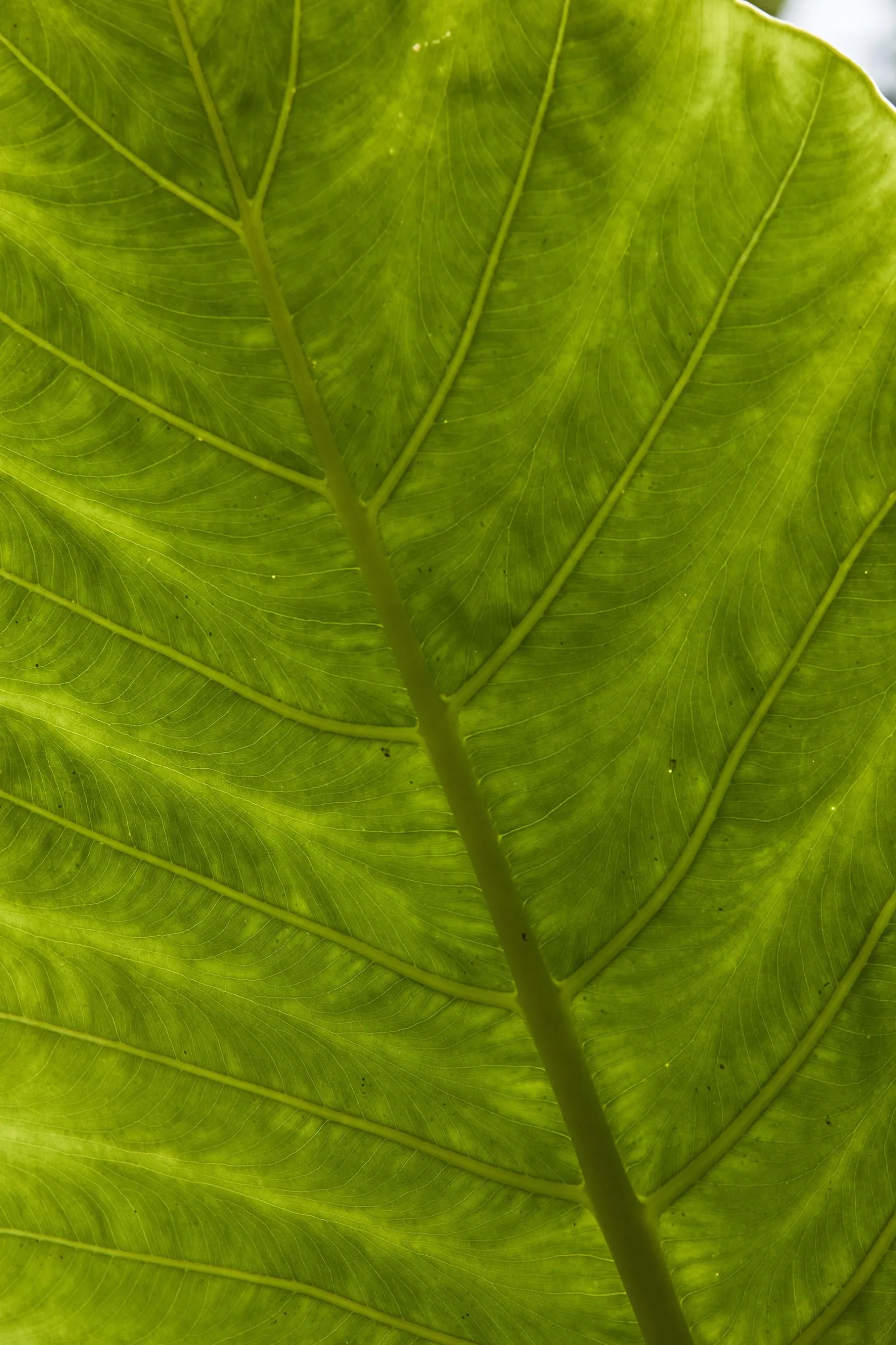 Leaf shot