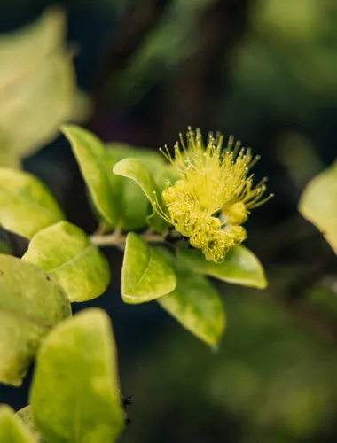 A yellow ʻōhiʻa lehua in a forest on Oʻahu in Hawaiʻi