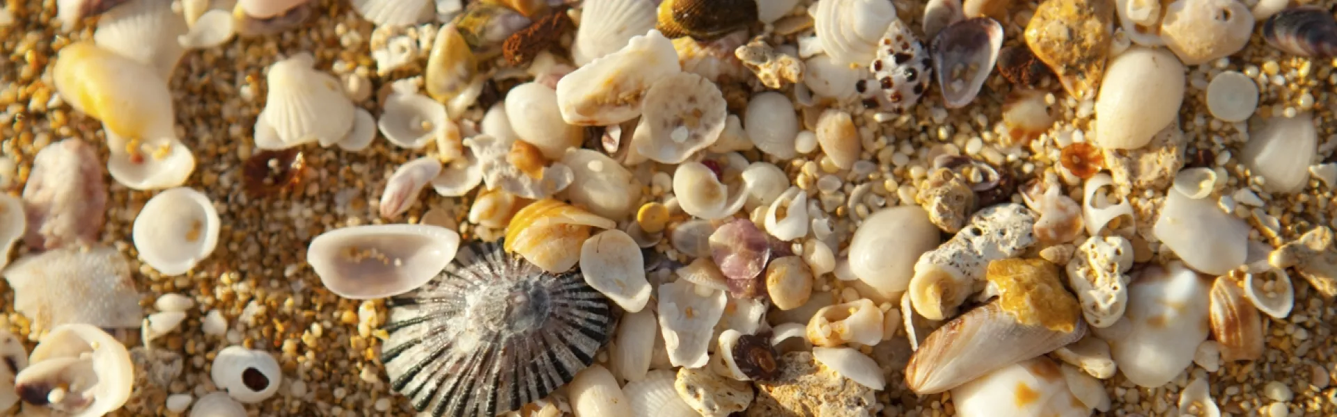 Seashells on the Hawaiian Islands