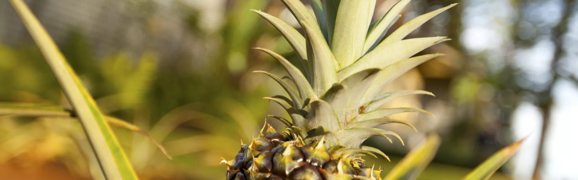 Pineapple