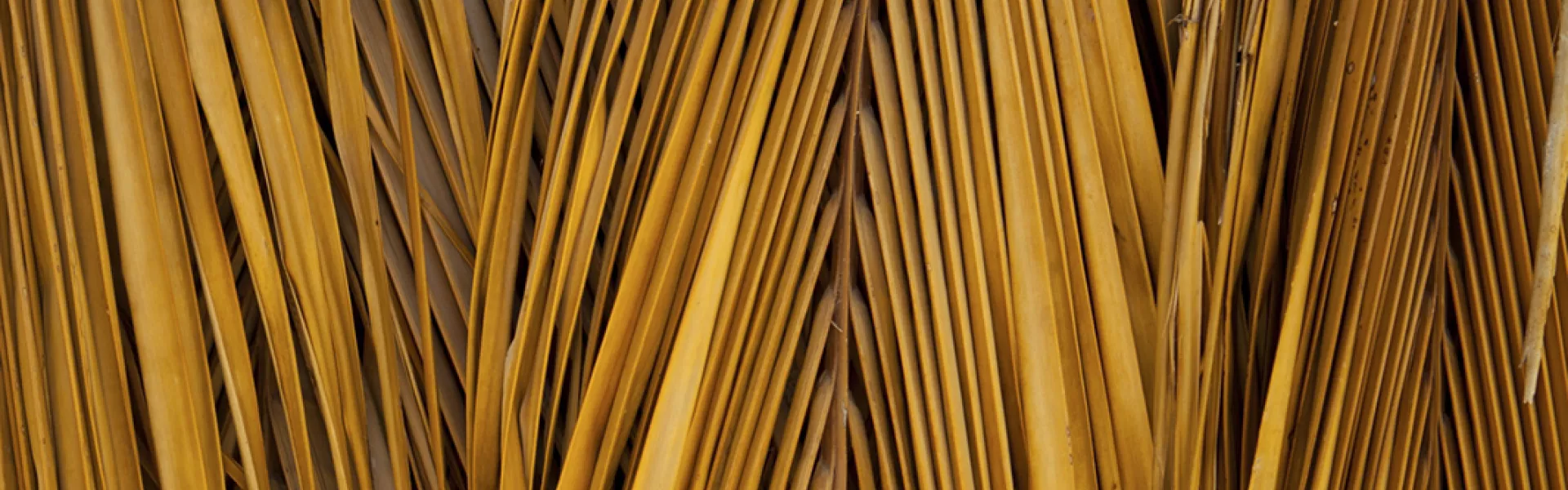 Palm Background
