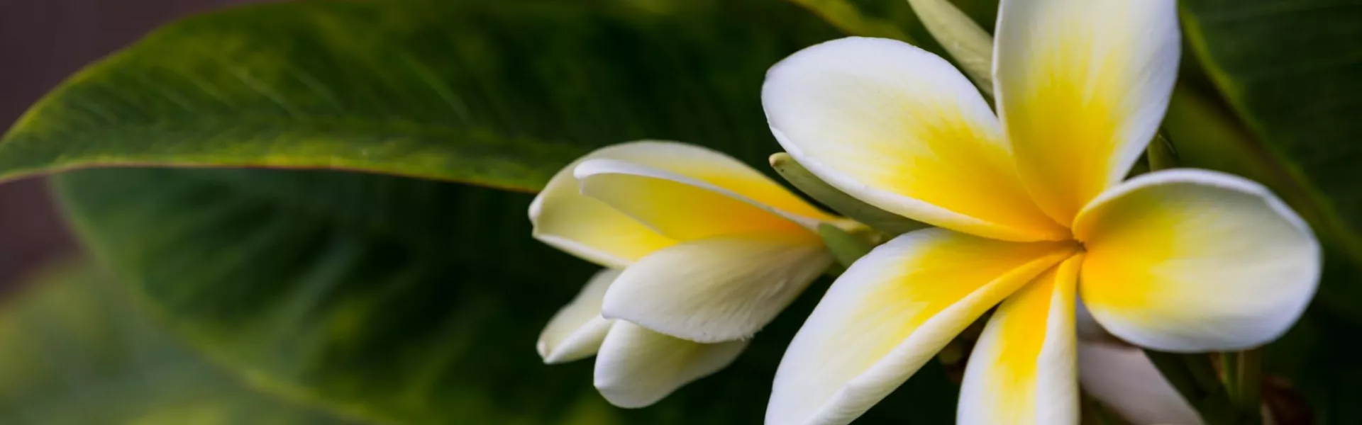Hawaiian flower