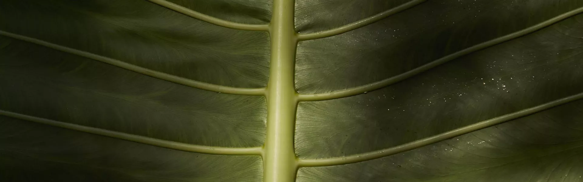 Close up of a leaf