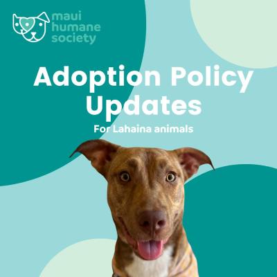 Maui Humane Society adoption updates