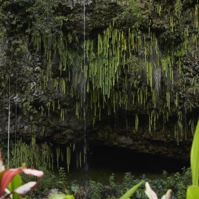 Fern Grotto Fern Grotto