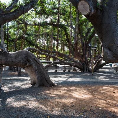 The Banyan Tree The Banyan Tree