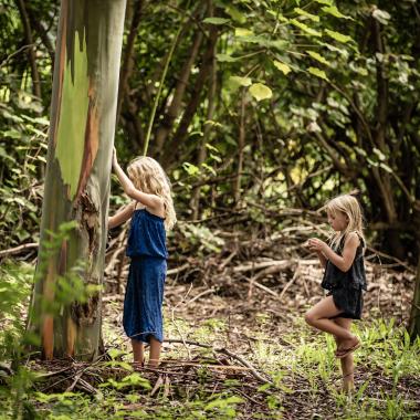 Eucalypts Tree