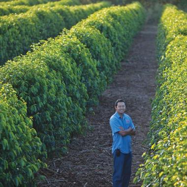 Coffee Field