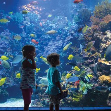 Explore the Living Reef at Maui Ocean Center