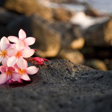 Plumeria on a Rock