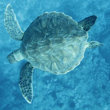 Honu diving to the reef