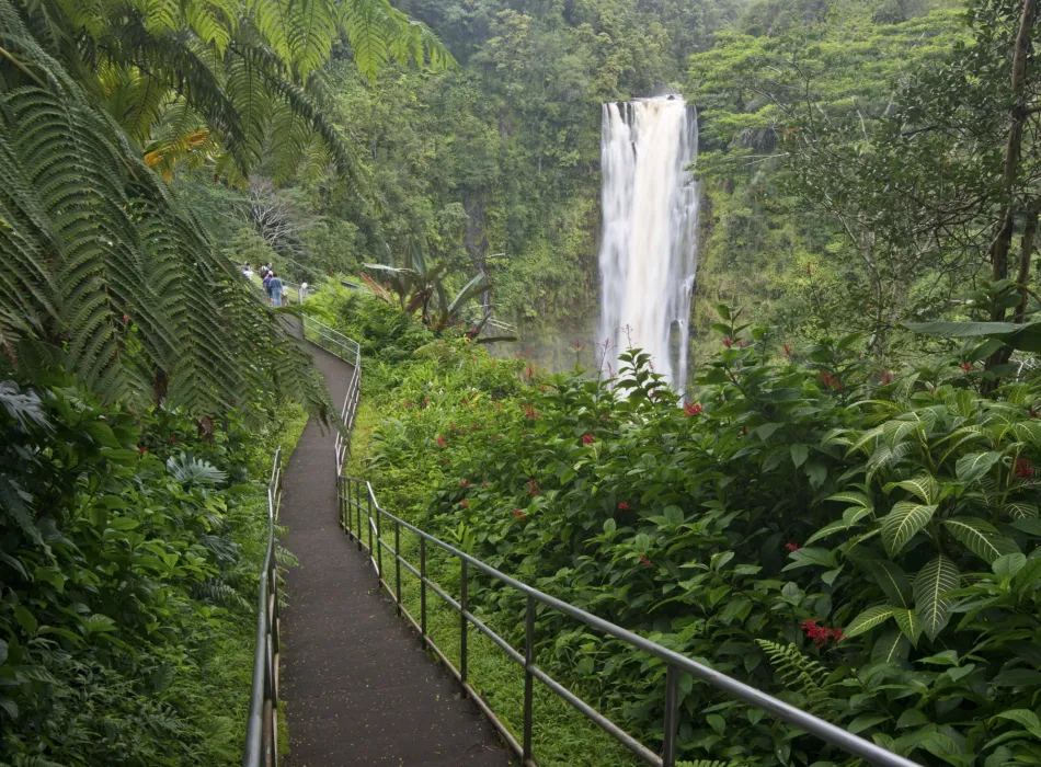 Lush green rainforest with a paved trail leading to the 442-foot Akaka Falls surrounded by vibrant foliage.