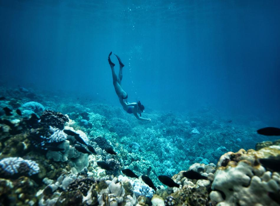 Snorkeling & Scuba