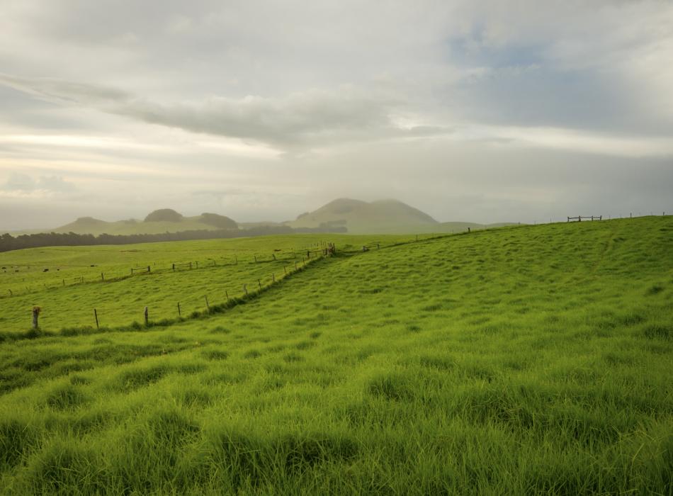 Waimea