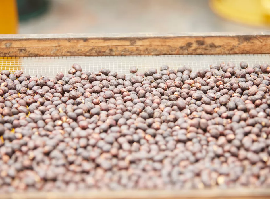 Close-up of fresh Kona coffee beans being sun-dried in a tray.