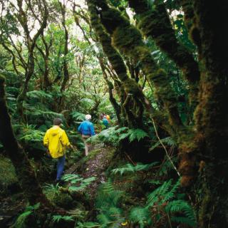 East End A guided tour through a tropical forest on the east end of Molokai