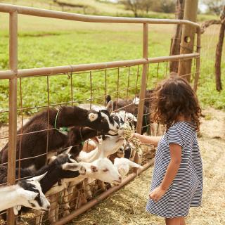 Child feeding goats in Upcountry Maui