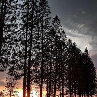 Sunset behind ohia lehua trees in Central Lanai