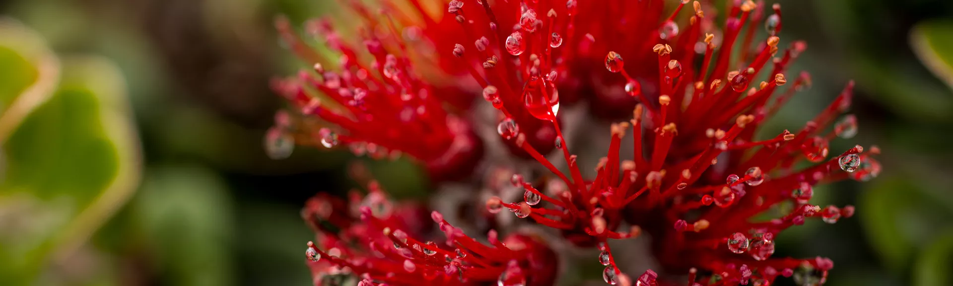 Saving Ohia