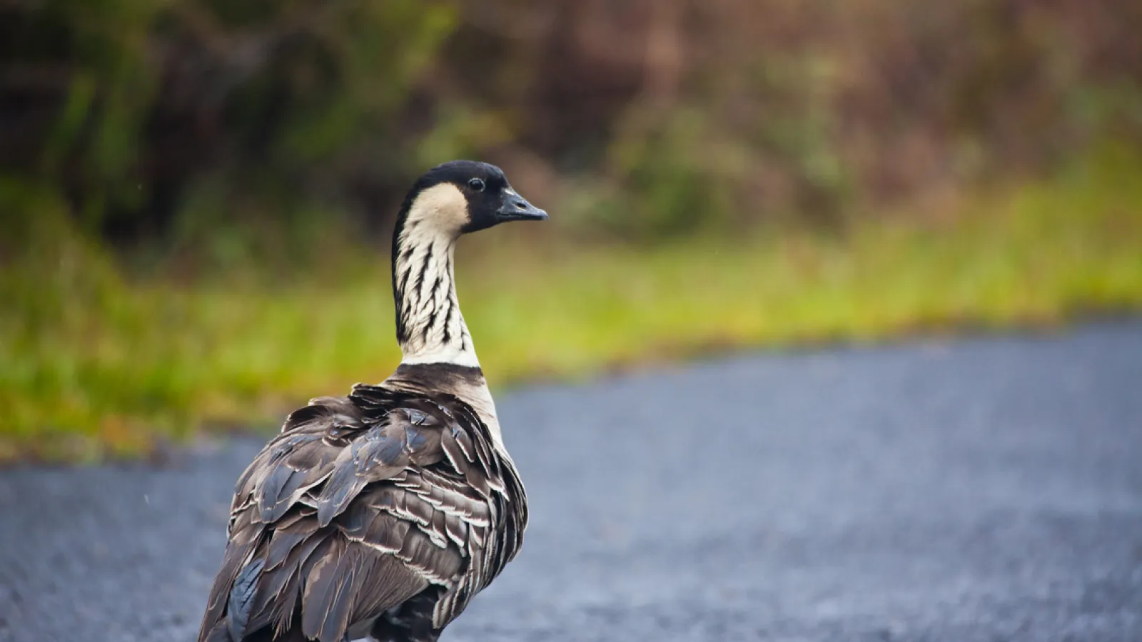 Hawaiian Goose (nēnē)