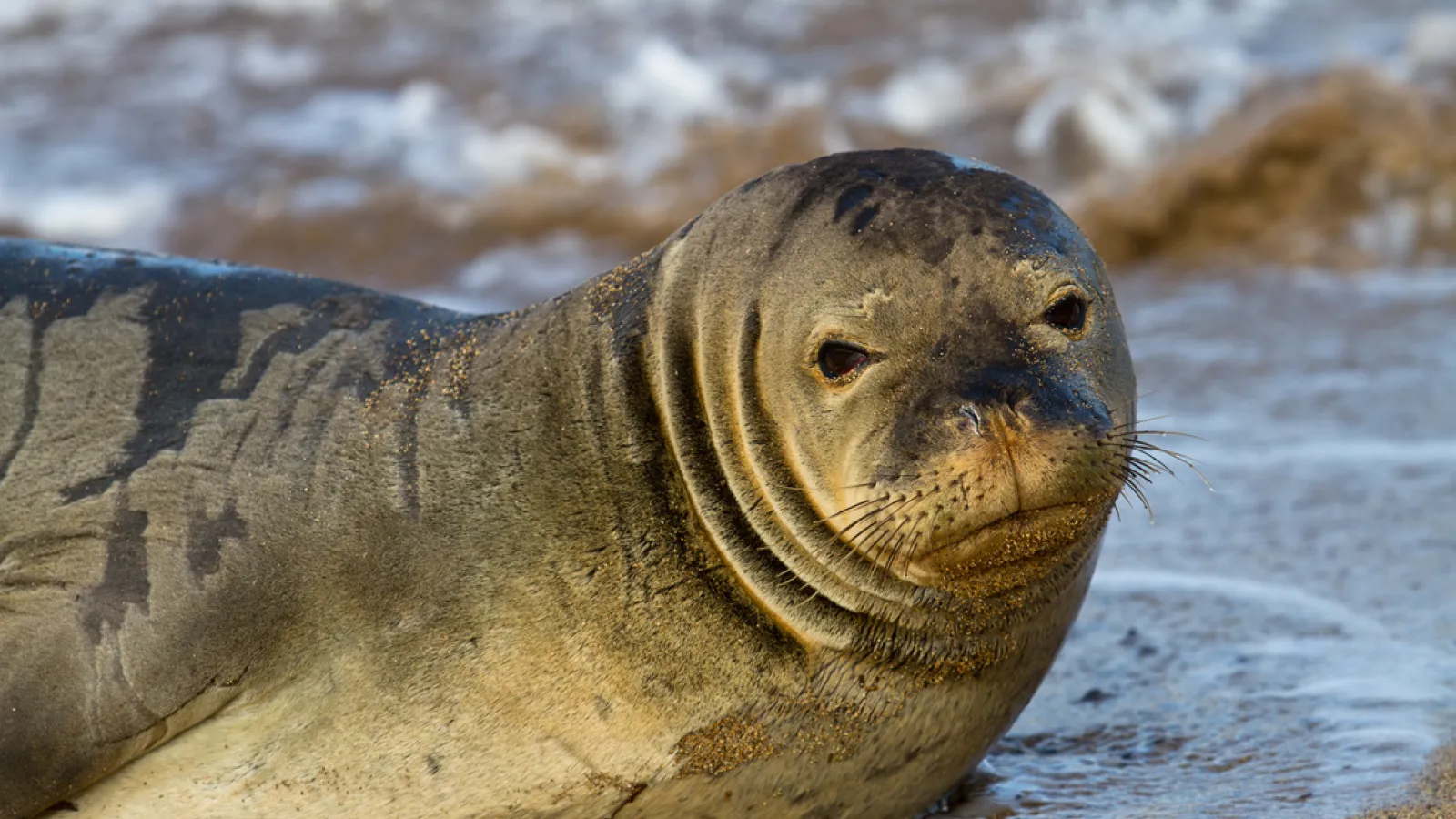 Hawaiian Monk Seals