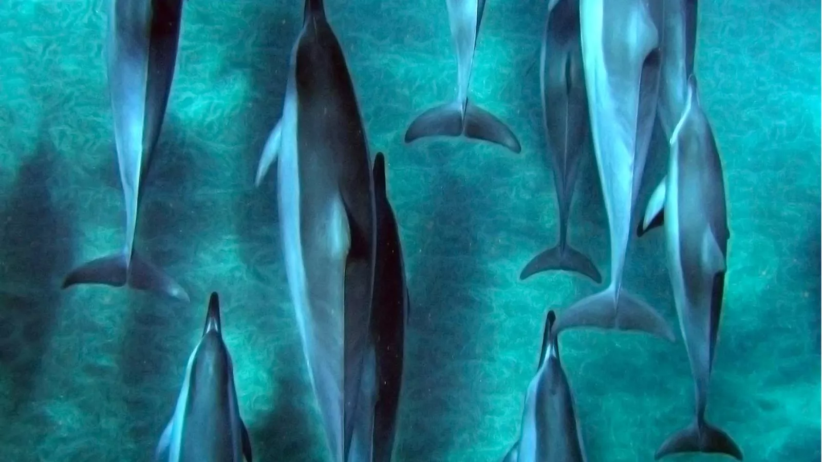 Spinner Dolphins